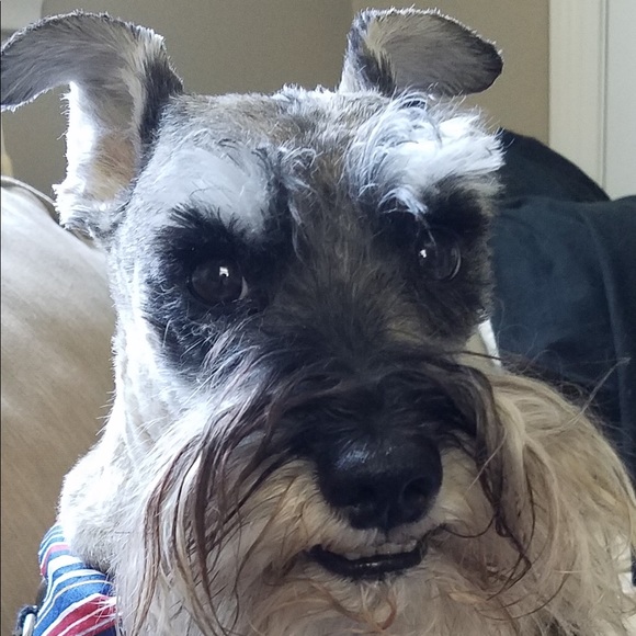 Meet your Posher, Sue - Picture 2 of 2